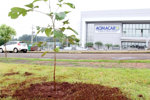 Ipê-rosa plantado no estacionamento da entidade, em junho